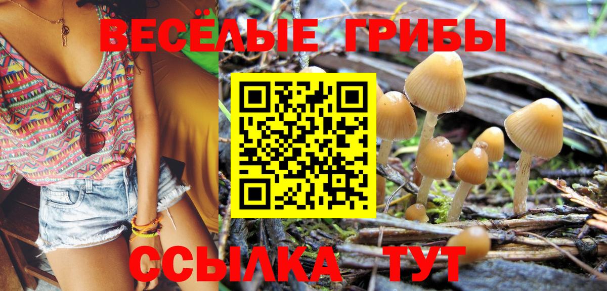 Псилоцибиновые грибы Psilocybine cubensis Светлоград